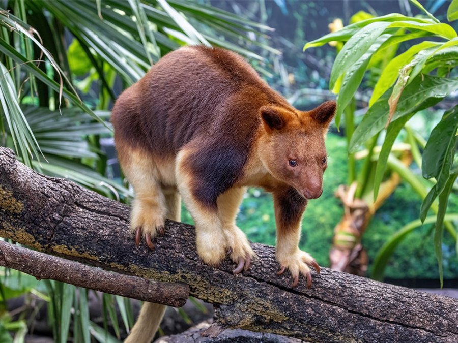 Natuur in Oceanië Natuur in Oceanië