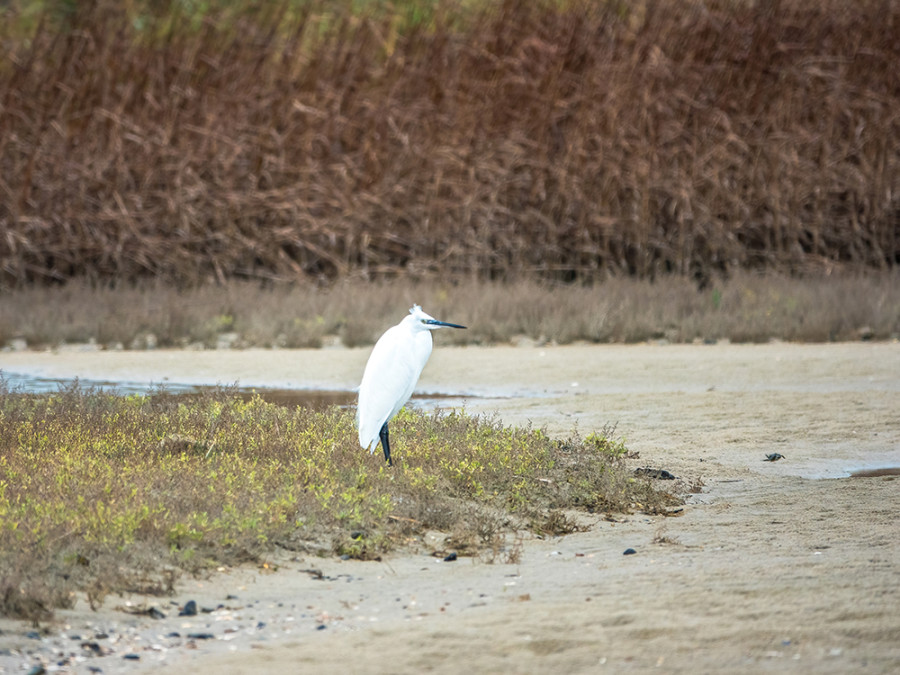 Vedronken Polder reiger