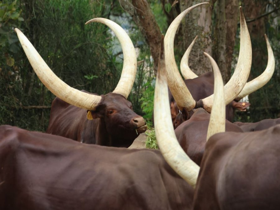 Inyambo cows Rwanda Inyambo cows Rwanda