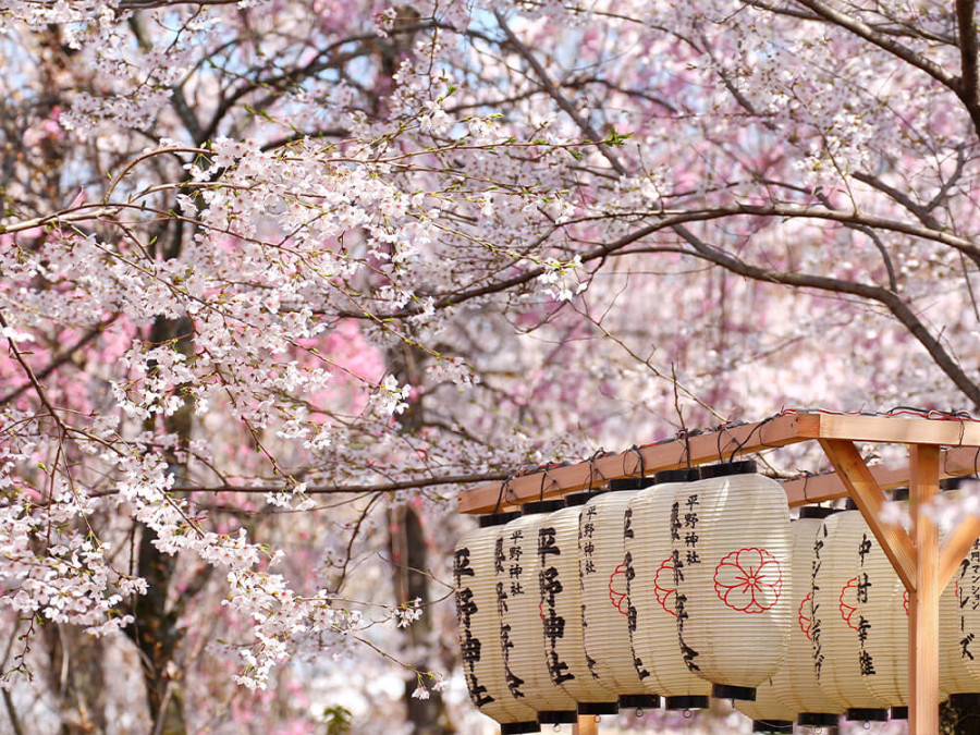 Sakura Japan