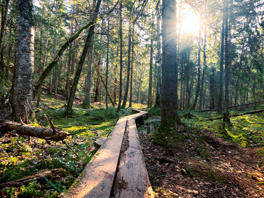 Natuur bij Stockholm