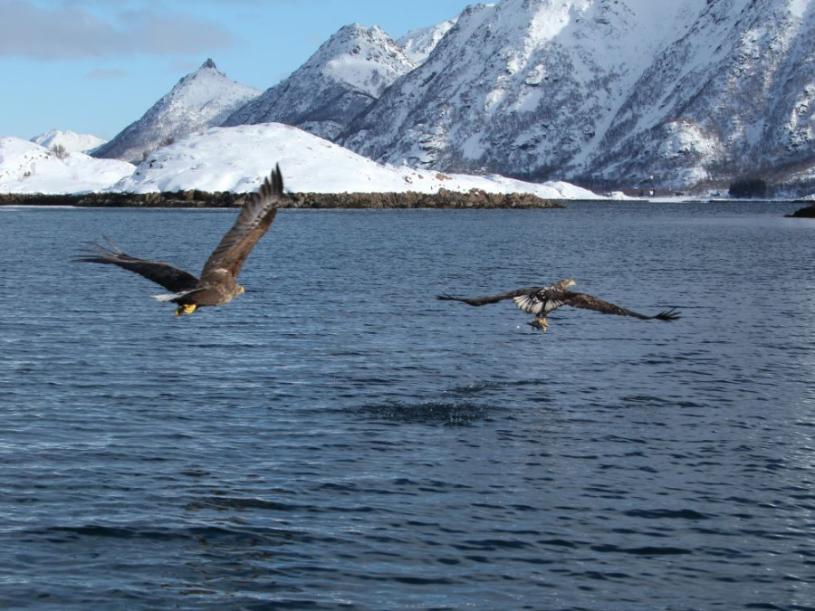 sea eagle Lofoten