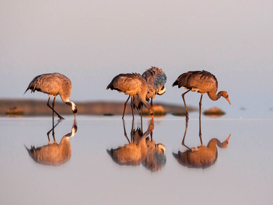 Kraanvogels in Matsalu Kraanvogels in Matsalu