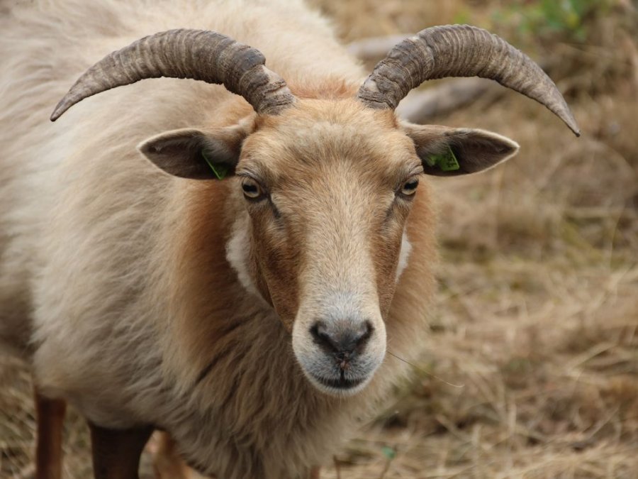 Ram Strabrecht
