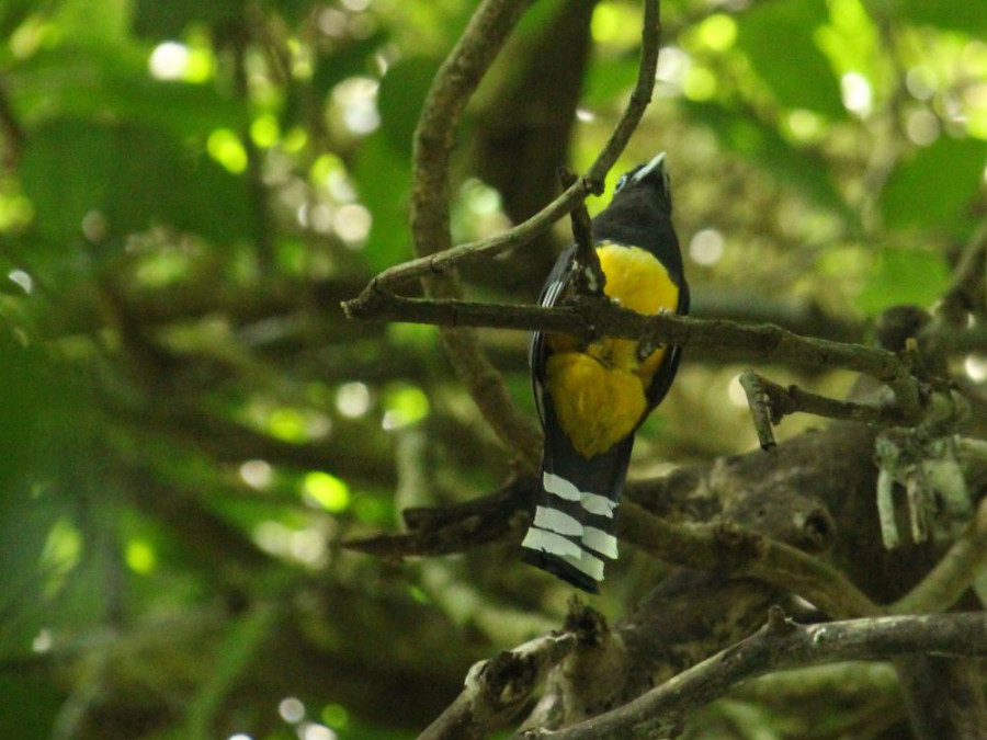 Trogon in Mexico