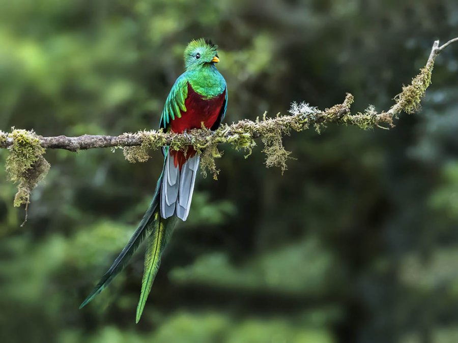 Quetzal