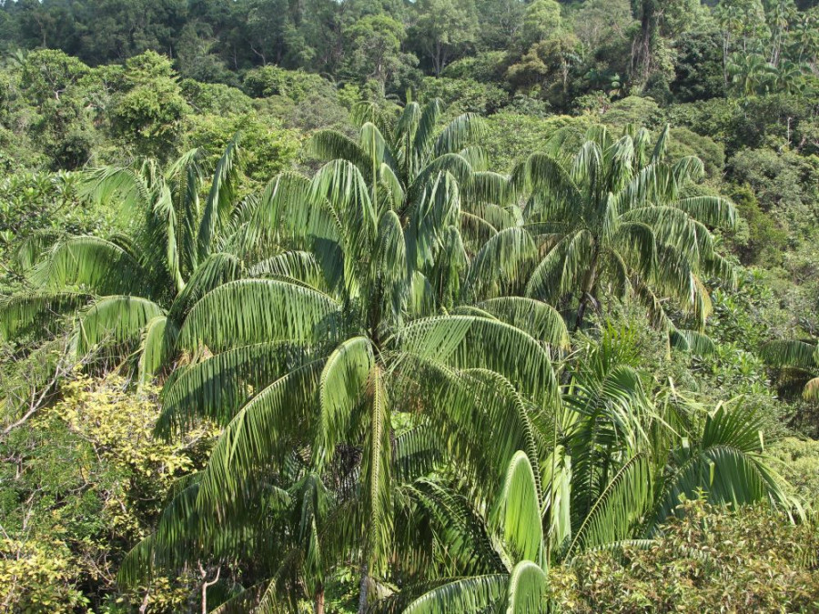 Jungle in Singapore