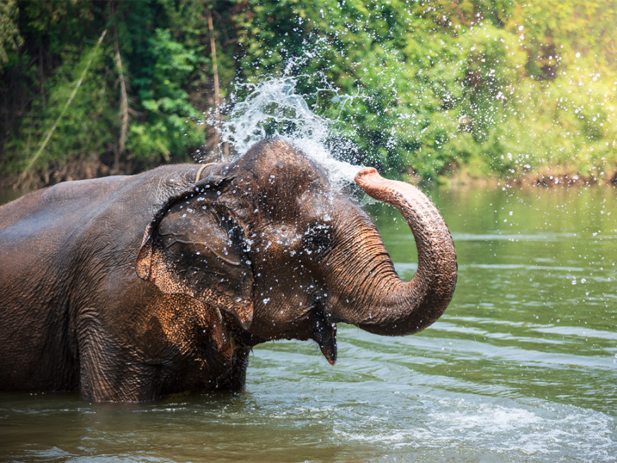 Verantwoorde olifantenopvang Thailand
