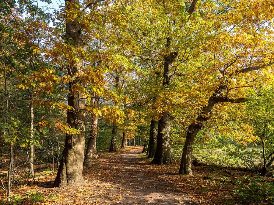 Spanderswoud bij Hilversum Spanderswoud bij Hilversum