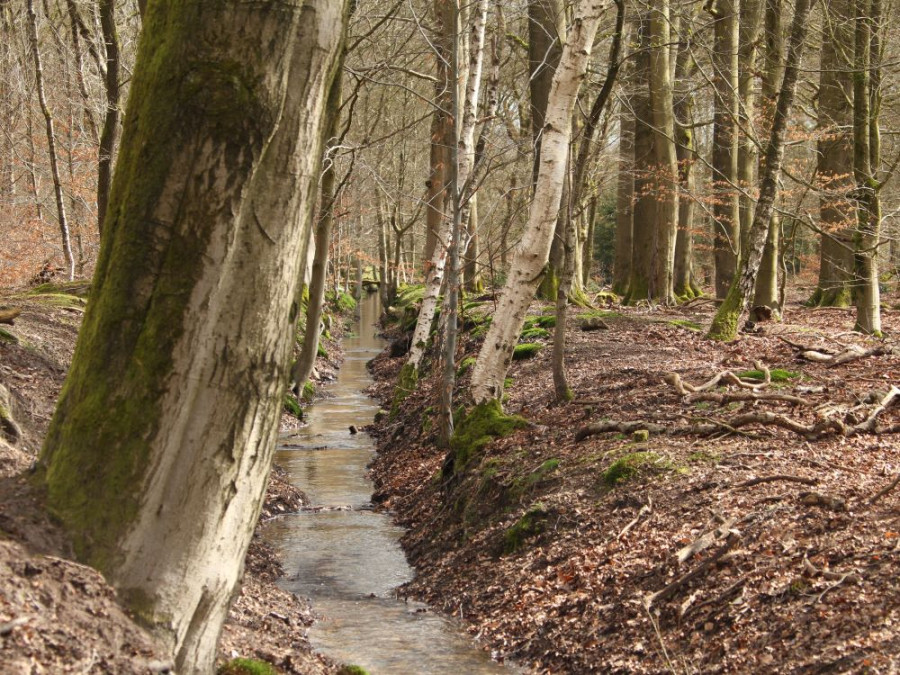 Veluwe spreng