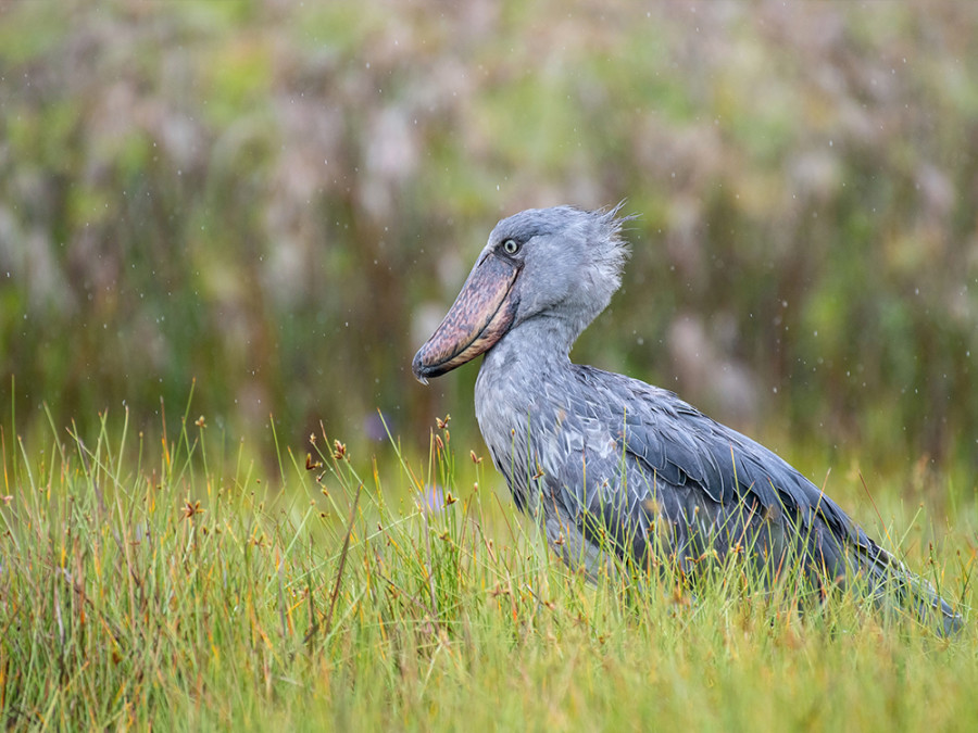 Vogelsoorten Oeganda