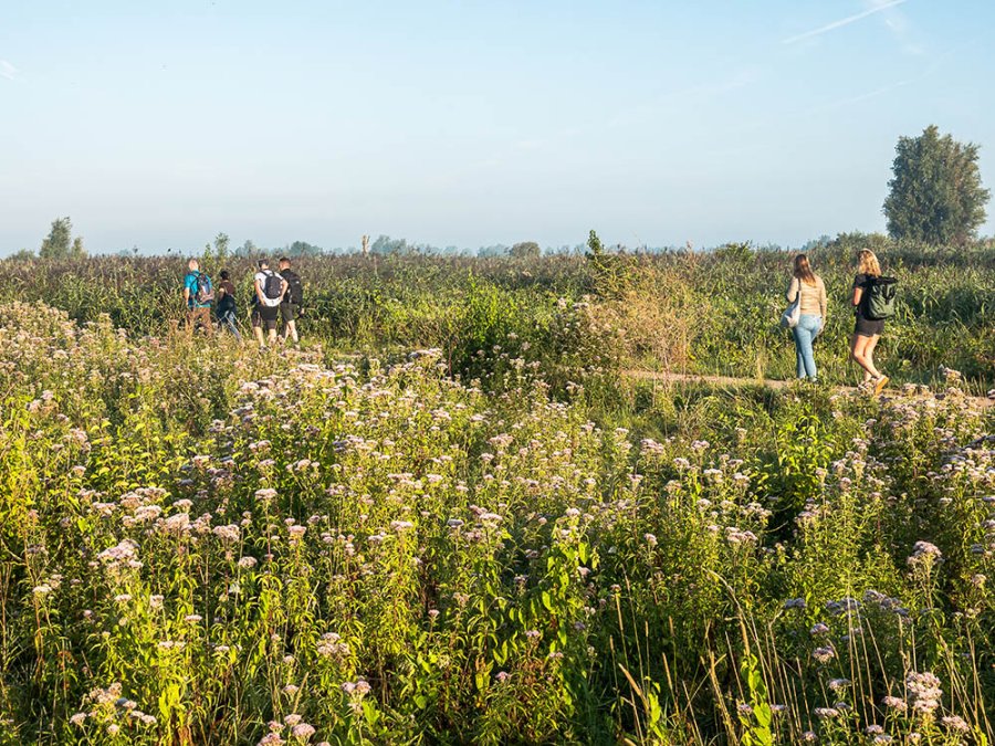 Wandelen Oostvaardersplassen
