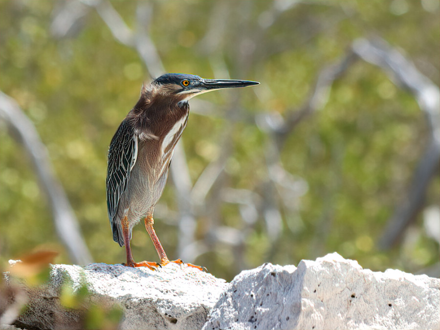 Groene reiger