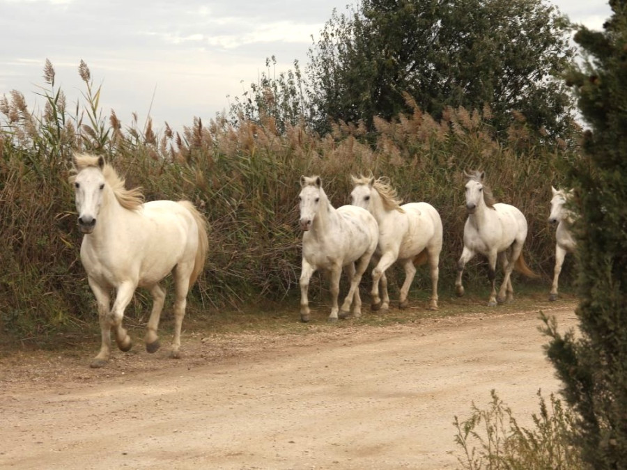 Paarden van de Camargue