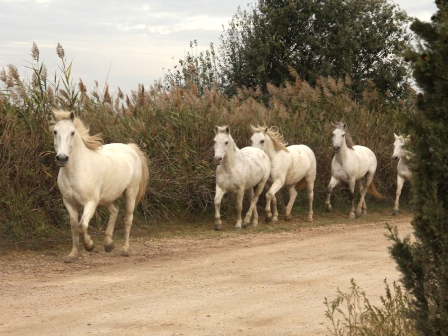 Paarden Camargue