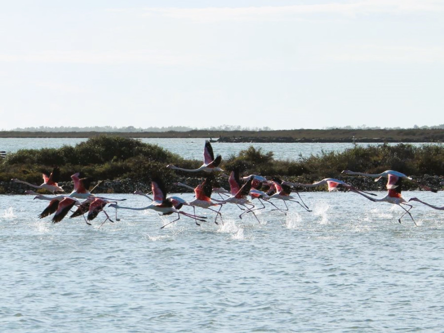 flamingo's stijgen op