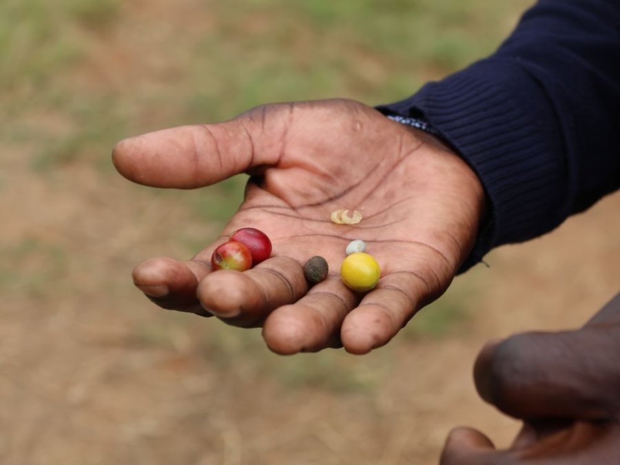 Gids in Afrika Gids in Afrika