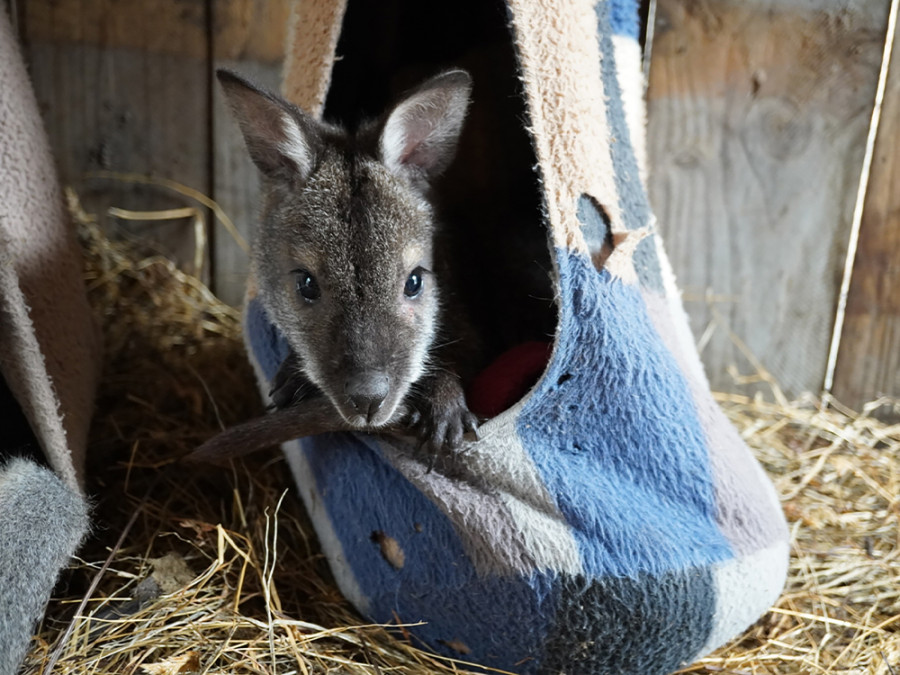 Vrijwilligerswerk met dieren