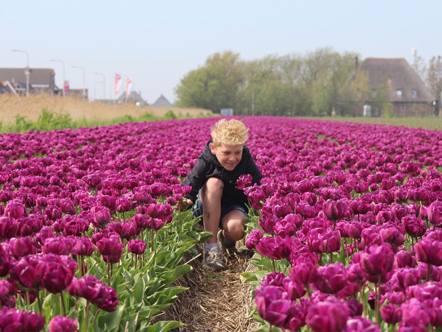Bollenvelden Noord-Holland