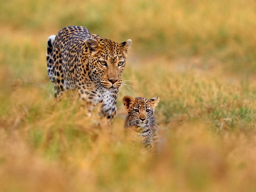 wAARDEvolle reizen Botswana