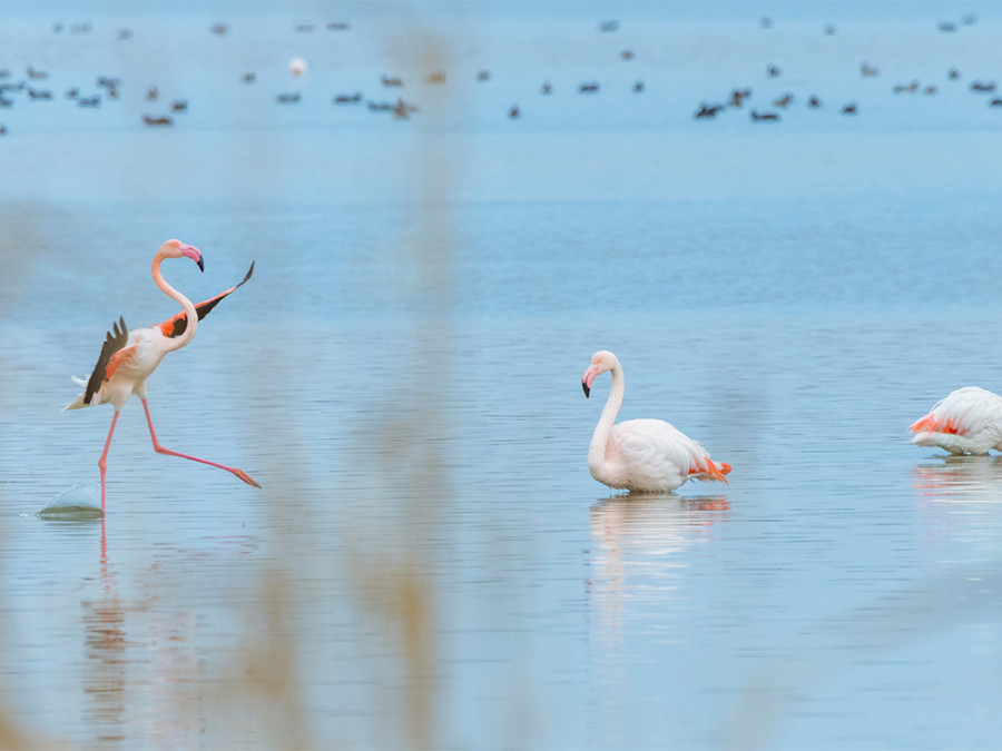 Vogels in het Rodopigebergte