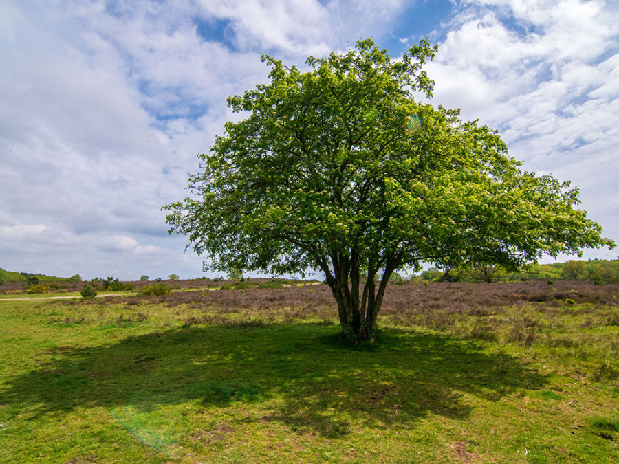 Hoorneboegse heide