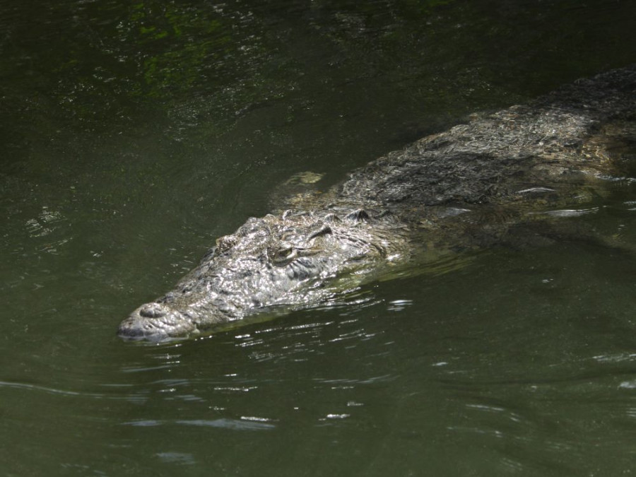 Krokodillen Mexico