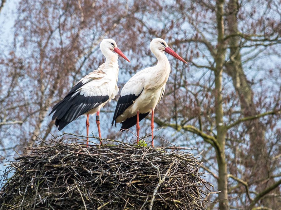 Ooievaars op de Slotplaats Ooievaars op de Slotplaats