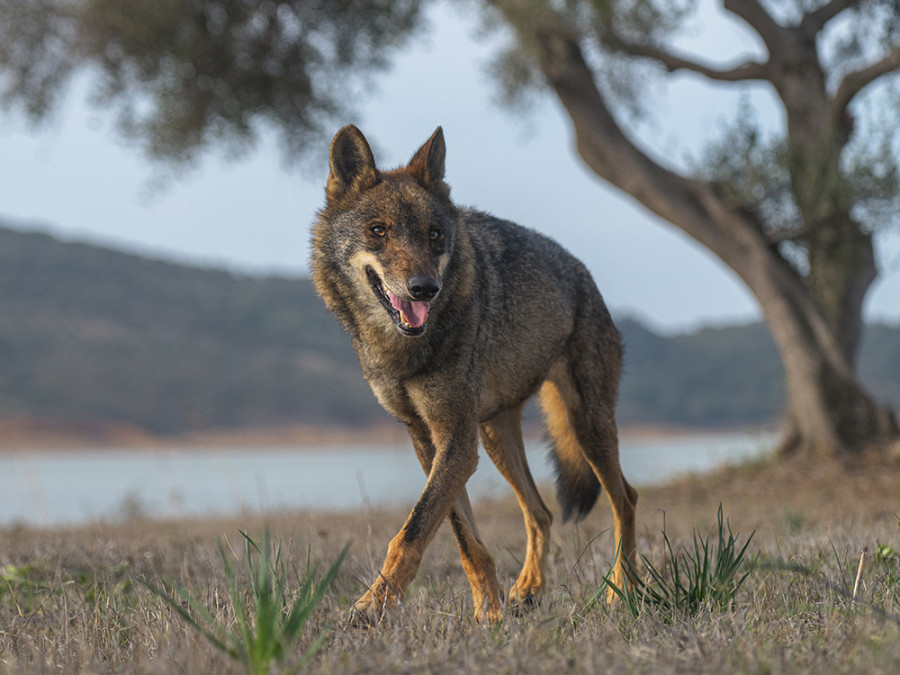 Wolf camouflage