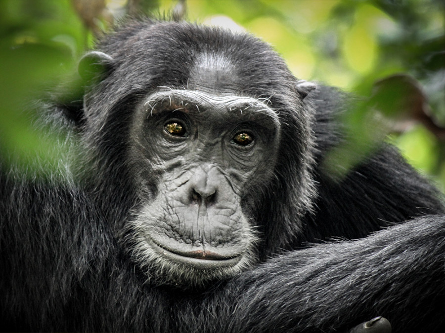 Jane Goodall chimpansees