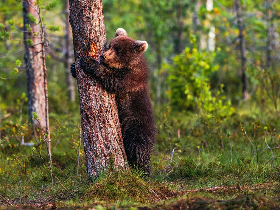 Dieren Arctic Lakeland