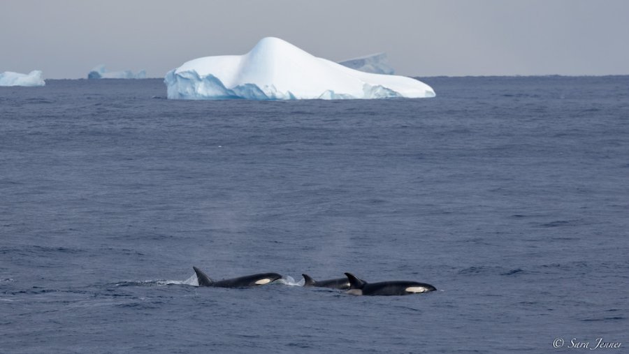 Orka's