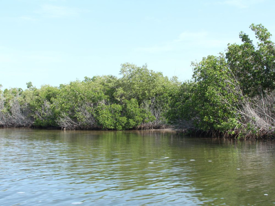 Mangrove herstel