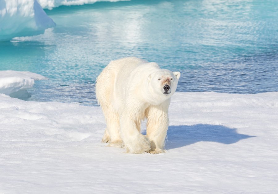 IJsbeer Spitsbergen IJsbeer Spitsbergen