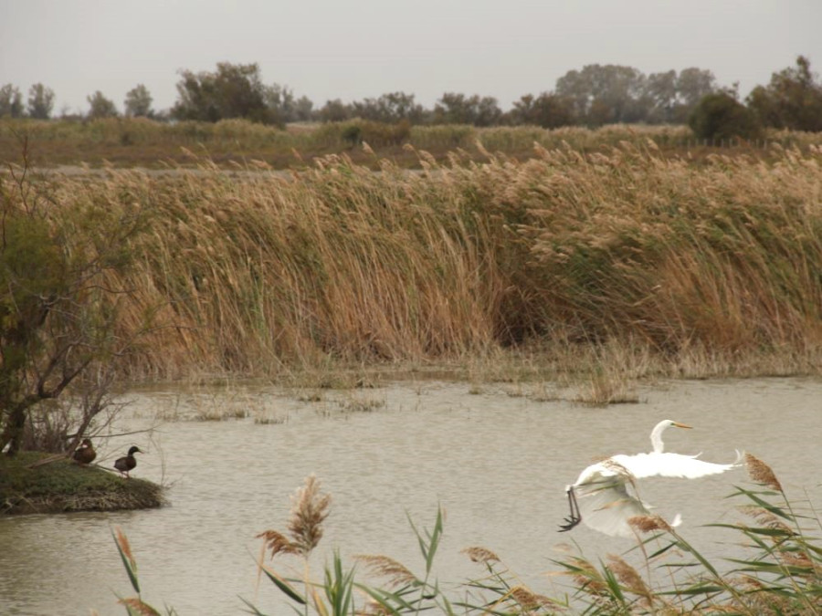 Vogels Camargue