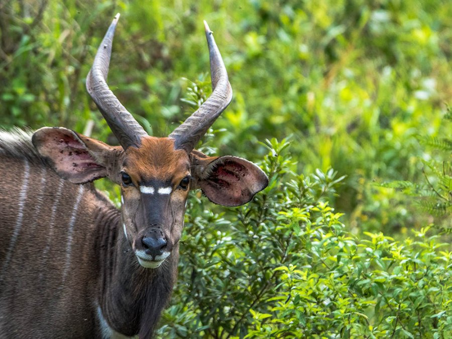 Nyala Nyala