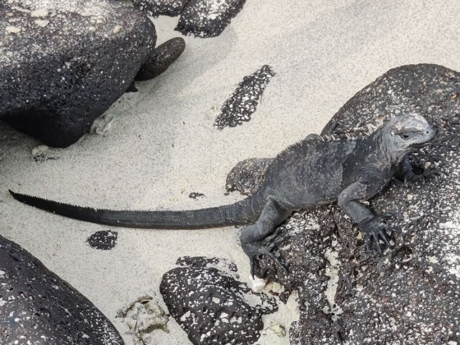 Zeeleguaan Galapagos