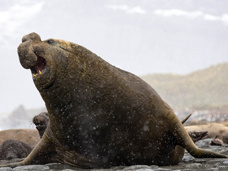 Elephant Seal