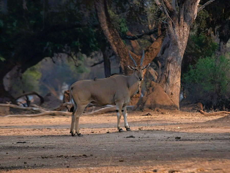 Eland