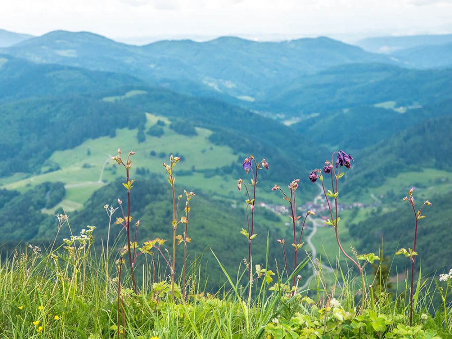 Natuur in het Zwarte Woud Natuur in het Zwarte Woud