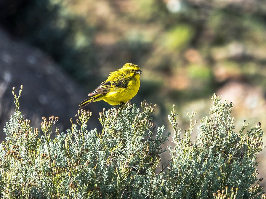Drakensberg Siskin Drakensberg Siskin