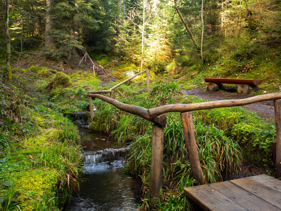 Wellness wandeling noordelijk Zwarte Woud