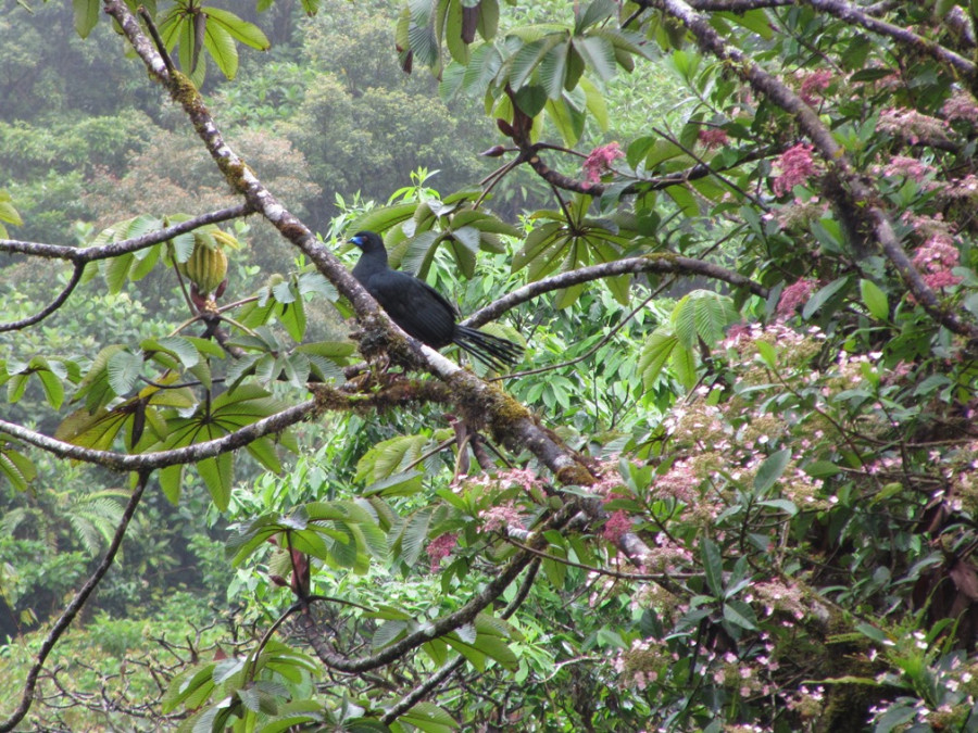 Zwarte goean - Black guan Zwarte goean - Black guan