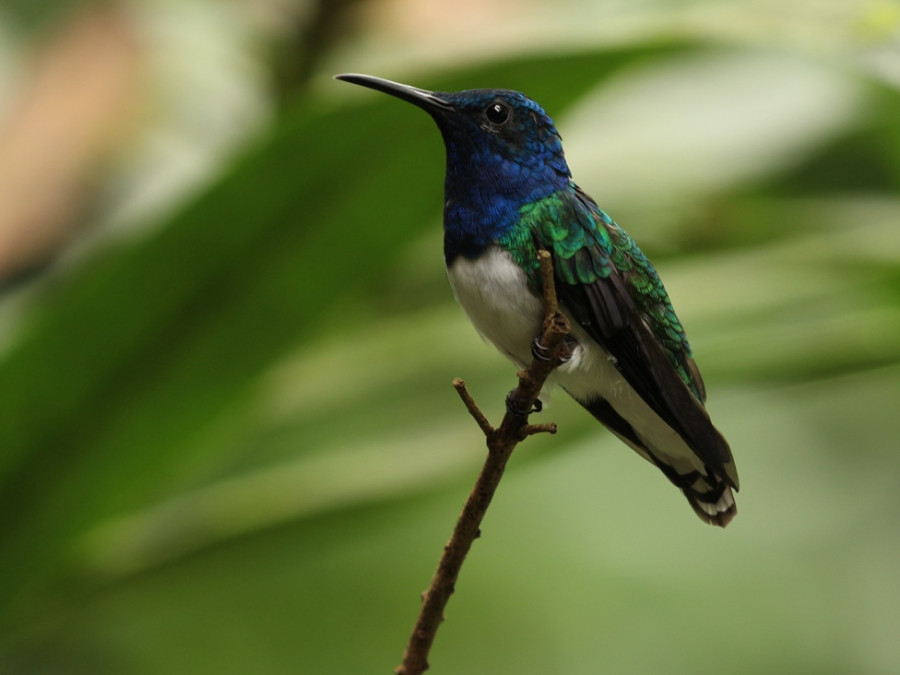 Vogels in Brazilië