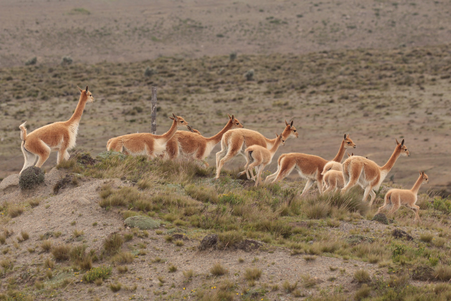 Vicuña's Vicuña's