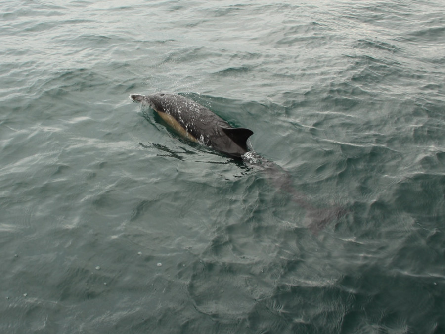 Dolfijnen spotten Ierland