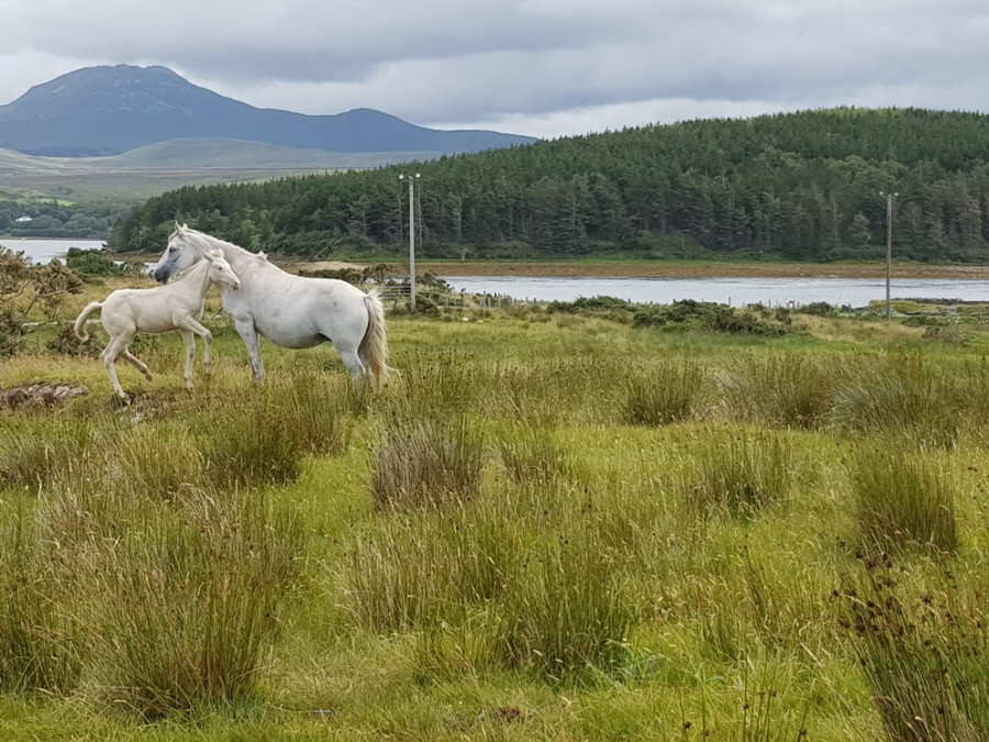 Connemara Connemara