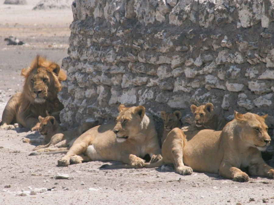 Etosha