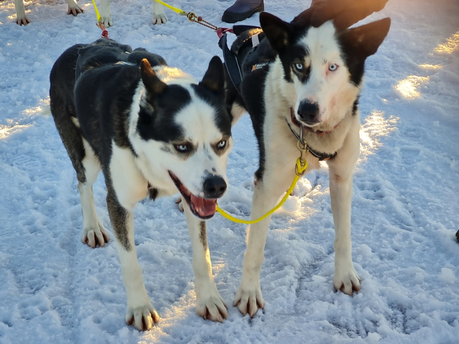 Husky's Zweden Husky's Zweden