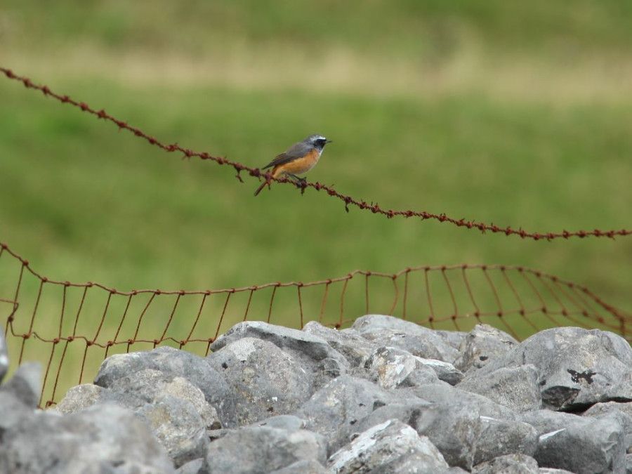 Vogeltje langs het wandelpad